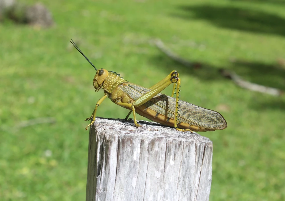 Giant Grasshopper reference photograph