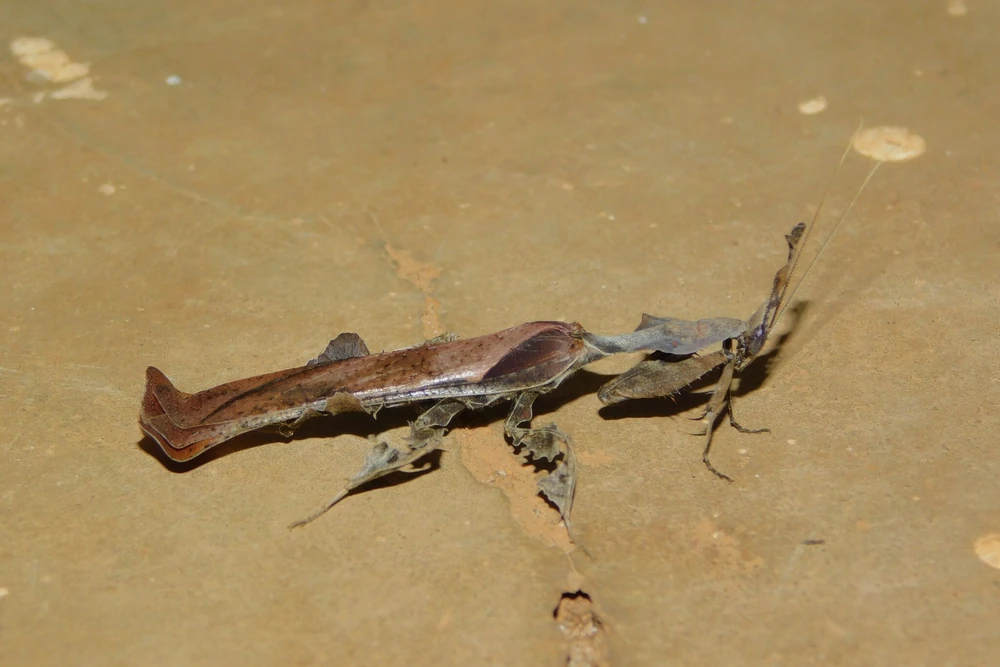 Ghost Mantis reference photograph
