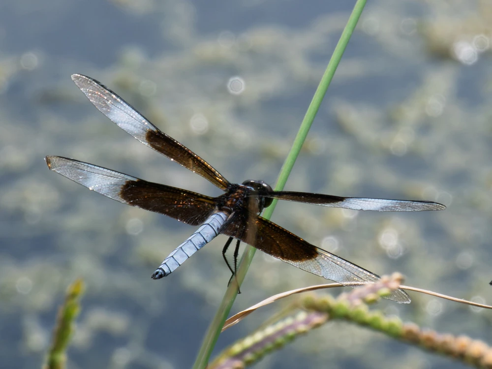 Widow Skimmer reference photograph