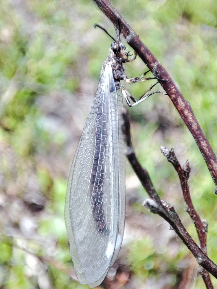 European Antlion reference photograph