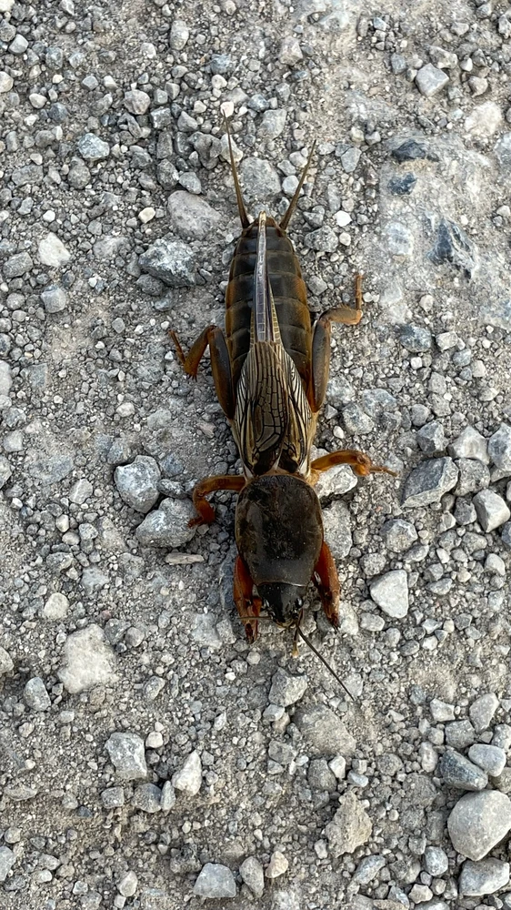 European Mole Cricket reference photograph