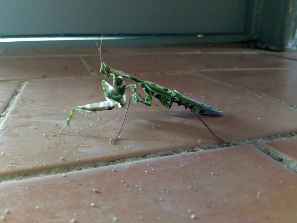 Devil's Flower Mantis reference photograph