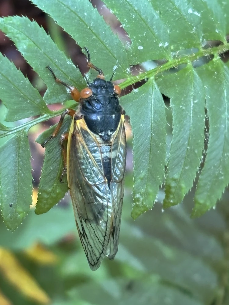 Seventeen-year Cicada reference photograph