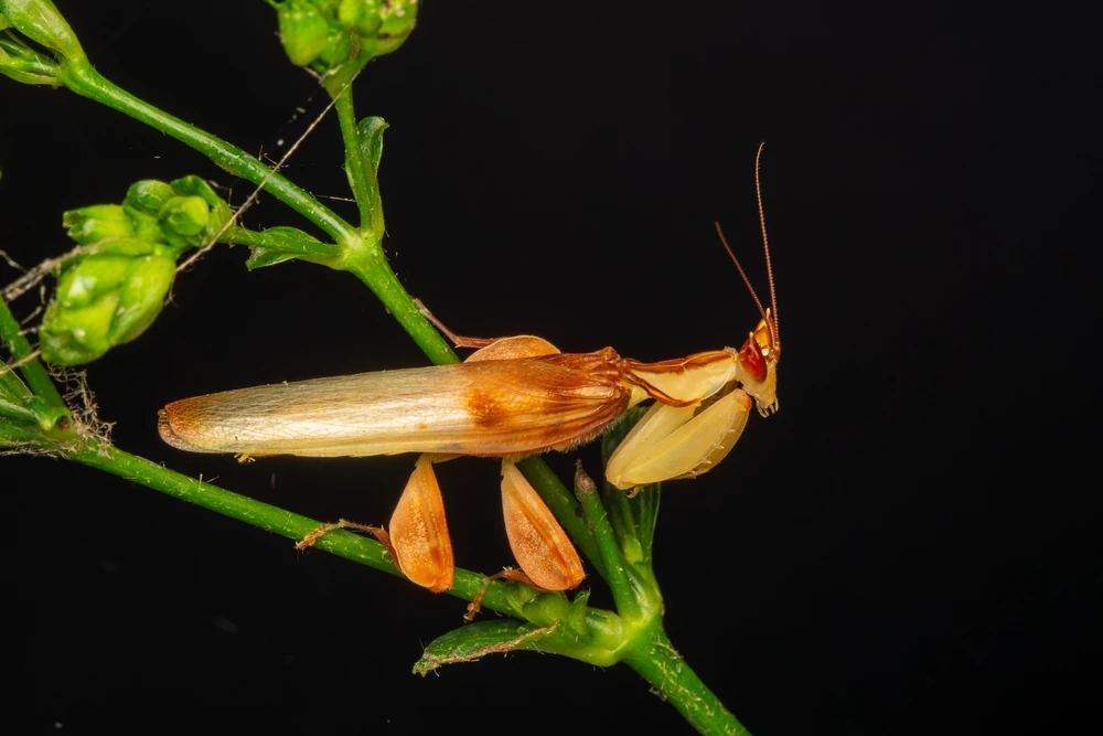 Orchid Mantis reference photograph