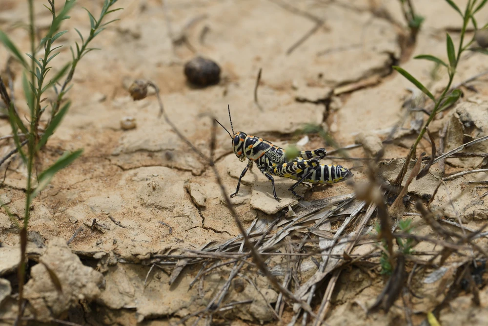 Pictured Grasshopper reference photograph