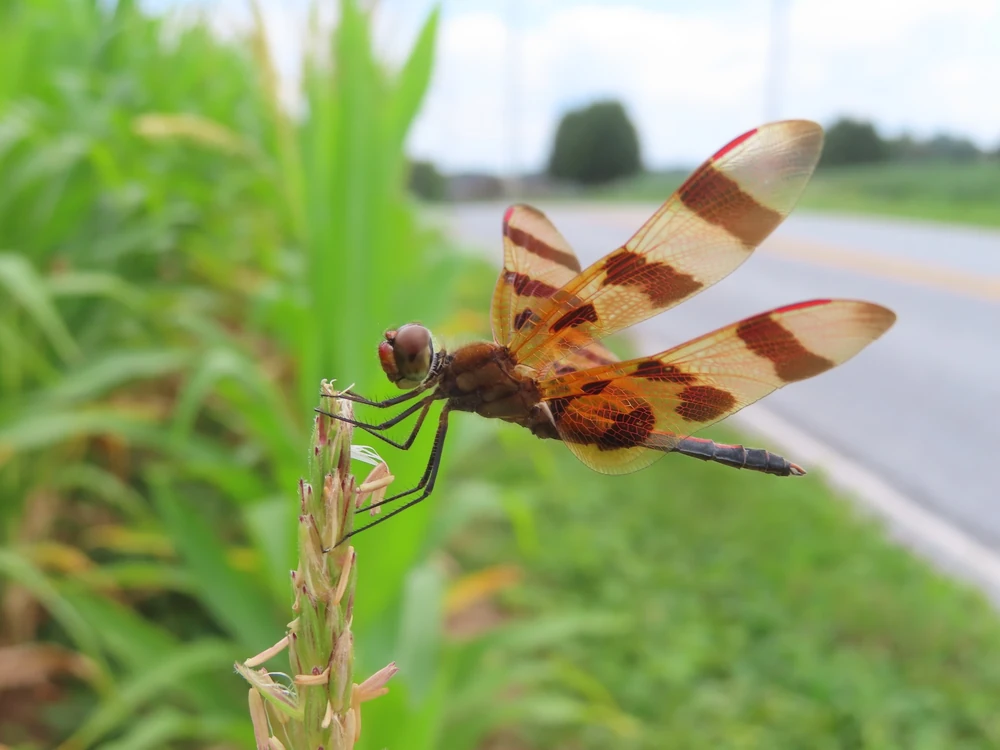 Halloween Pennant reference photograph