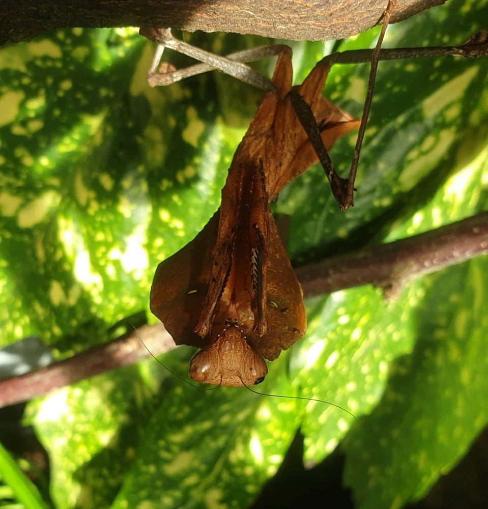 Giant Dead Leaf Mantis reference photograph