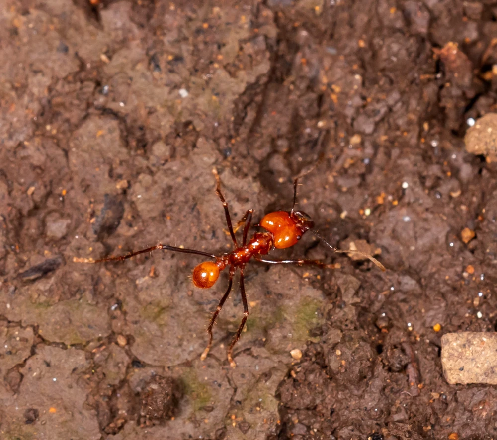 Leafcutter Ant reference photograph