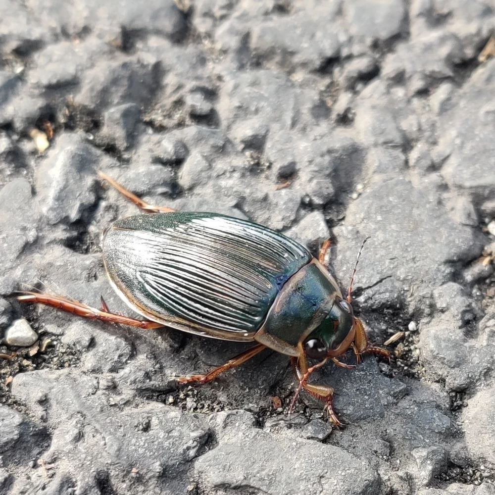 Great Diving Beetle reference photograph