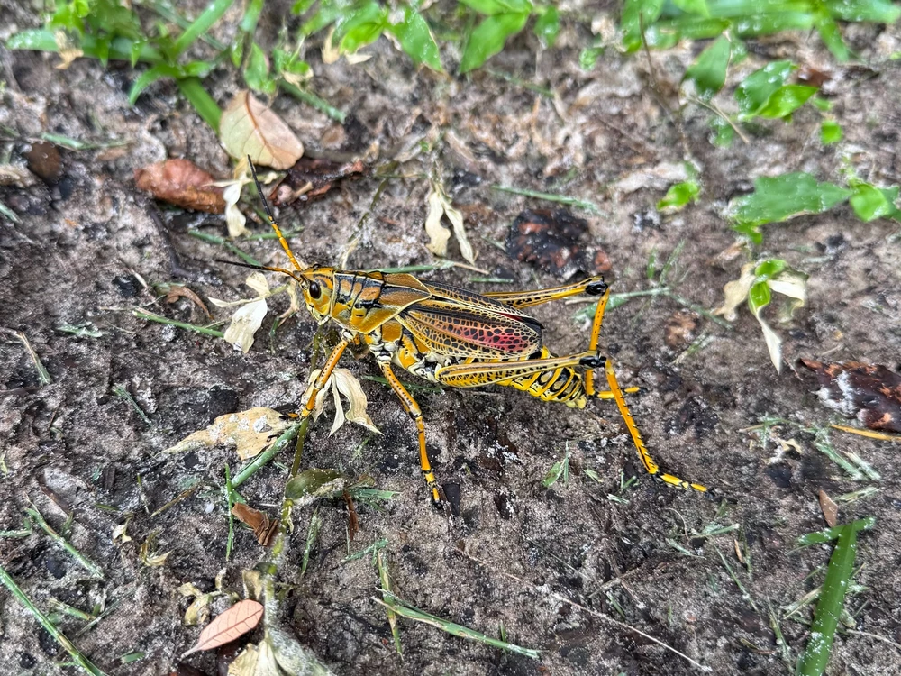 Eastern Lubber Grasshopper reference photograph