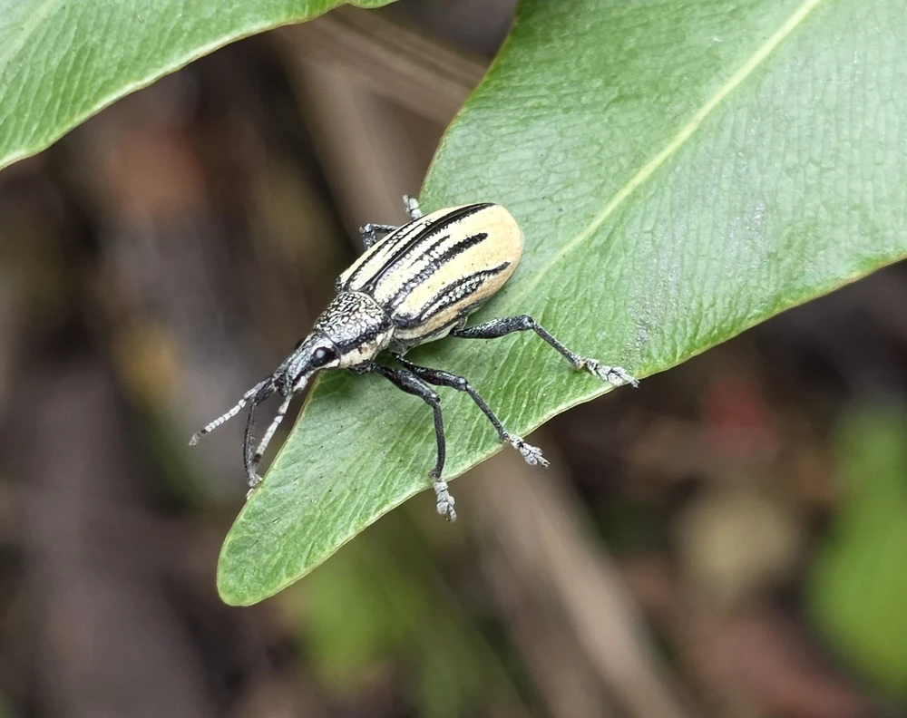 Citrus Root Weevil reference photograph