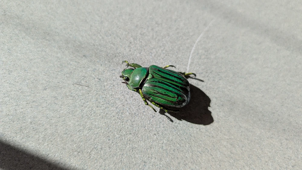 Glorious Scarab reference photograph