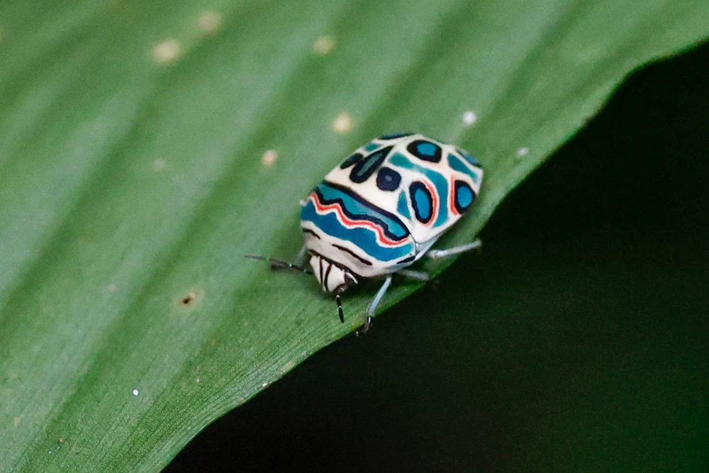 Picasso Bug reference photograph