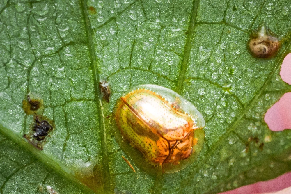 Golden Tortoise Beetle reference photograph