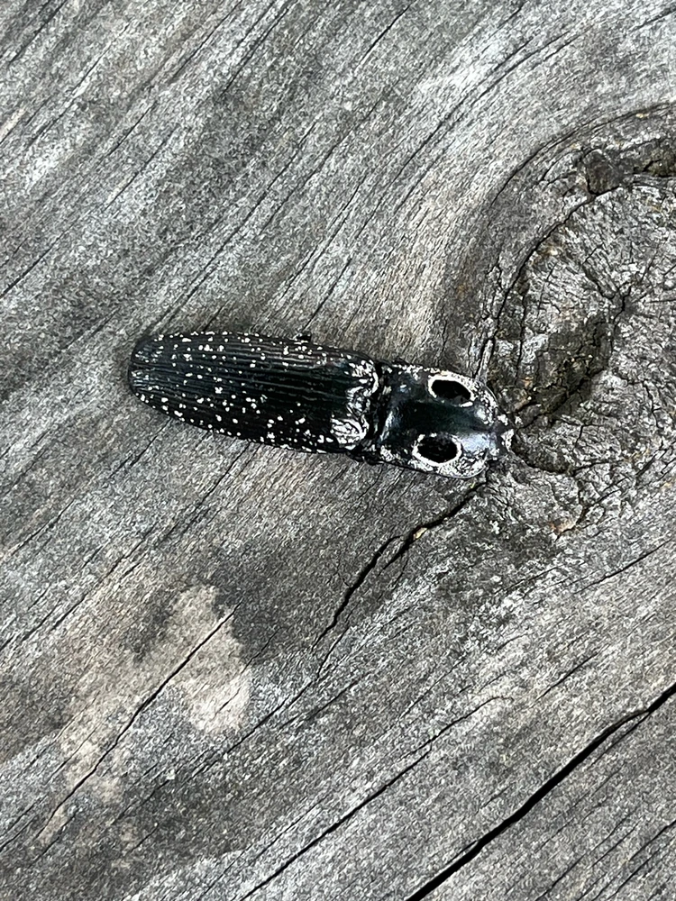 Eastern Eyed Click Beetle reference photograph