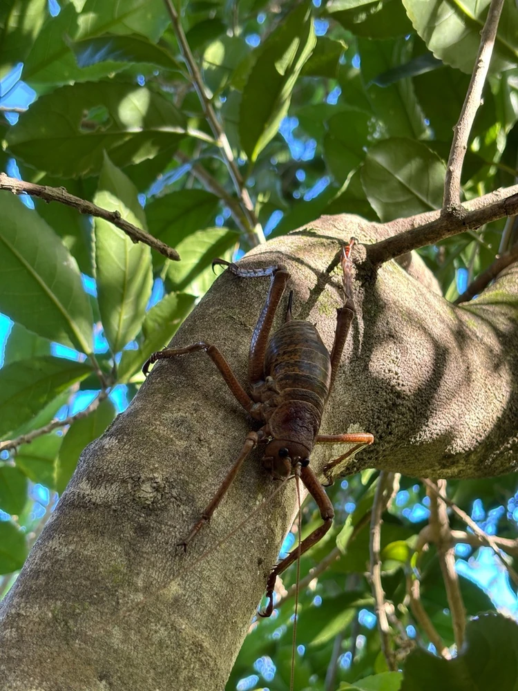 Little Barrier Island Giant Weta reference photograph
