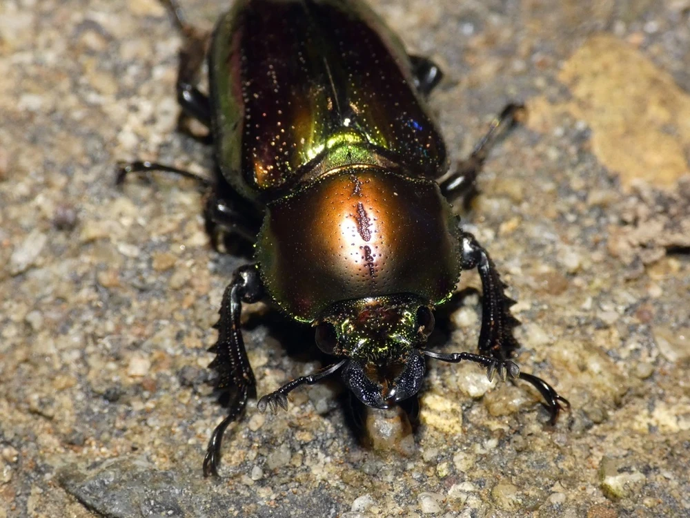 Rainbow Stag Beetle reference photograph