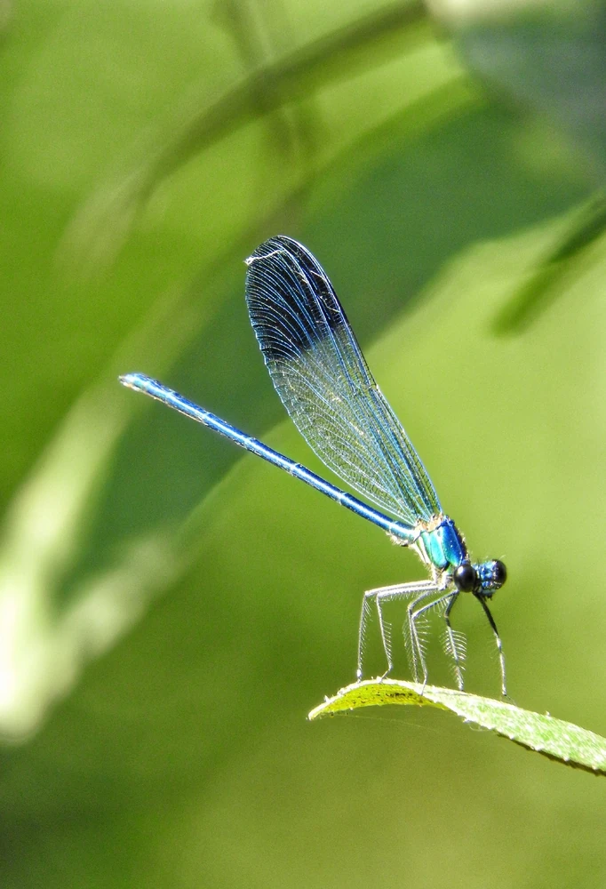 Banded Demoiselle reference photograph