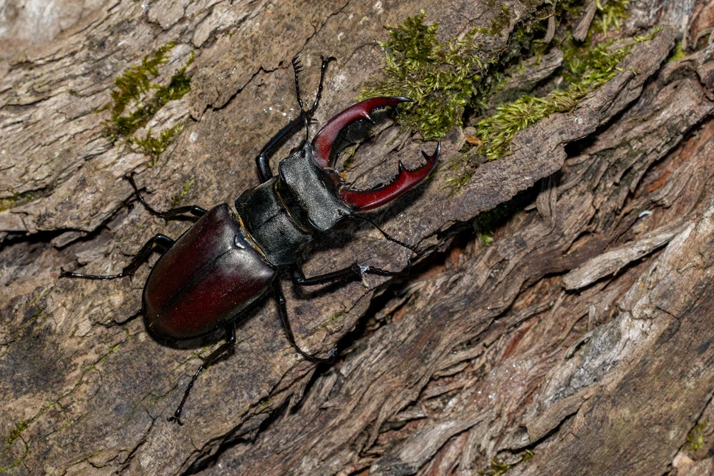 European Stag Beetle reference photograph