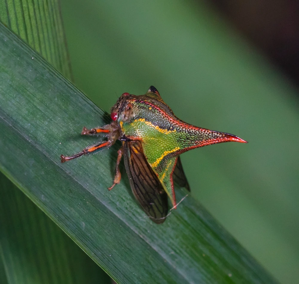 Thorn Bug reference photograph