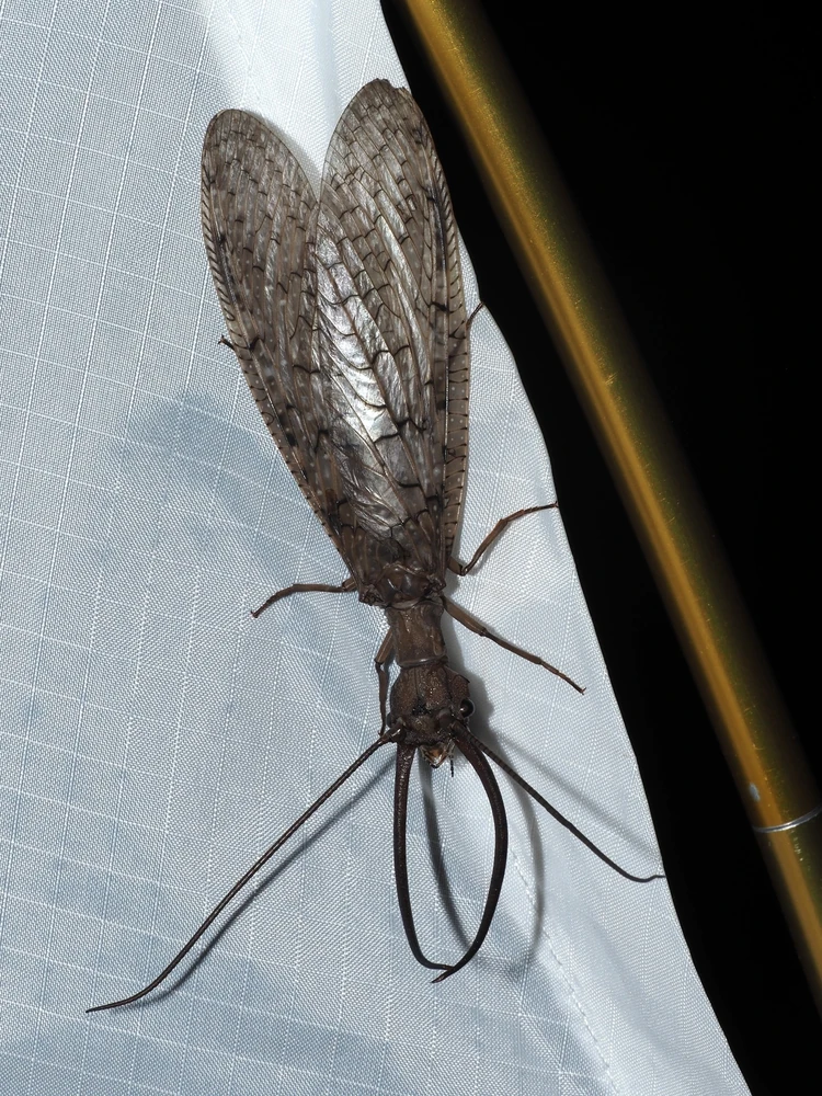Eastern Dobsonfly reference photograph
