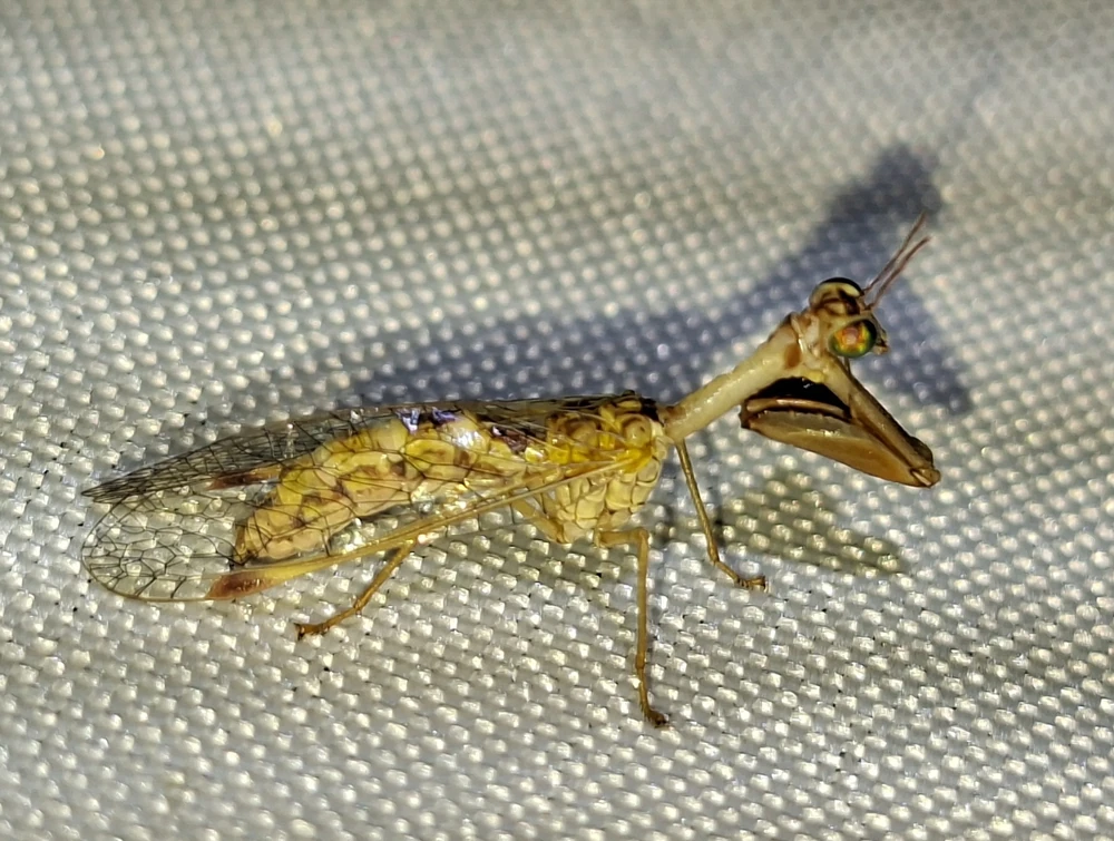 Styrian Praying Lacewing reference photograph