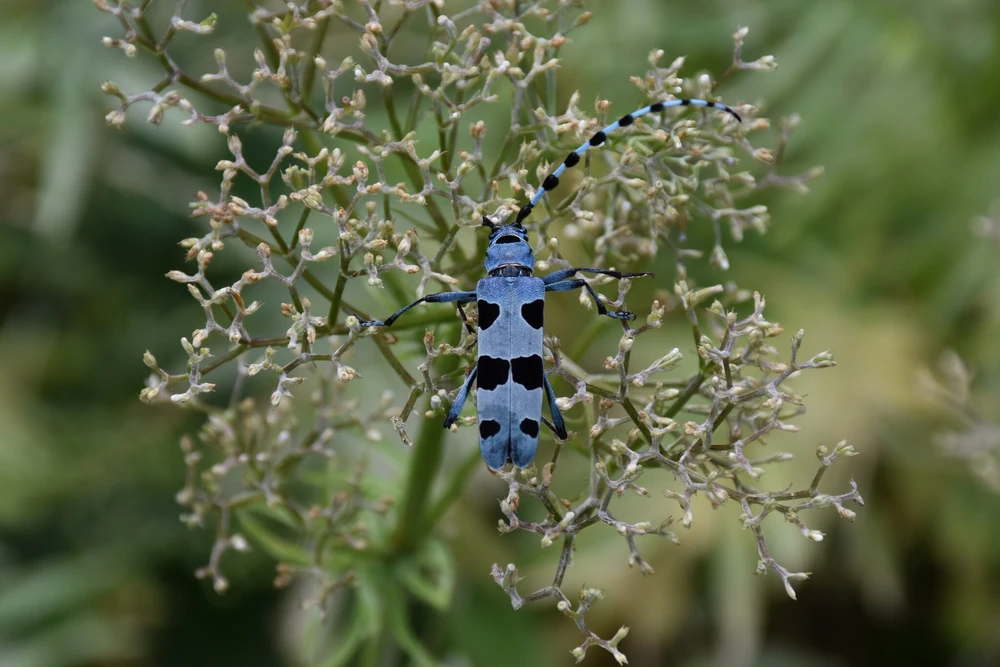 Alpine Longhorn Beetle reference photograph