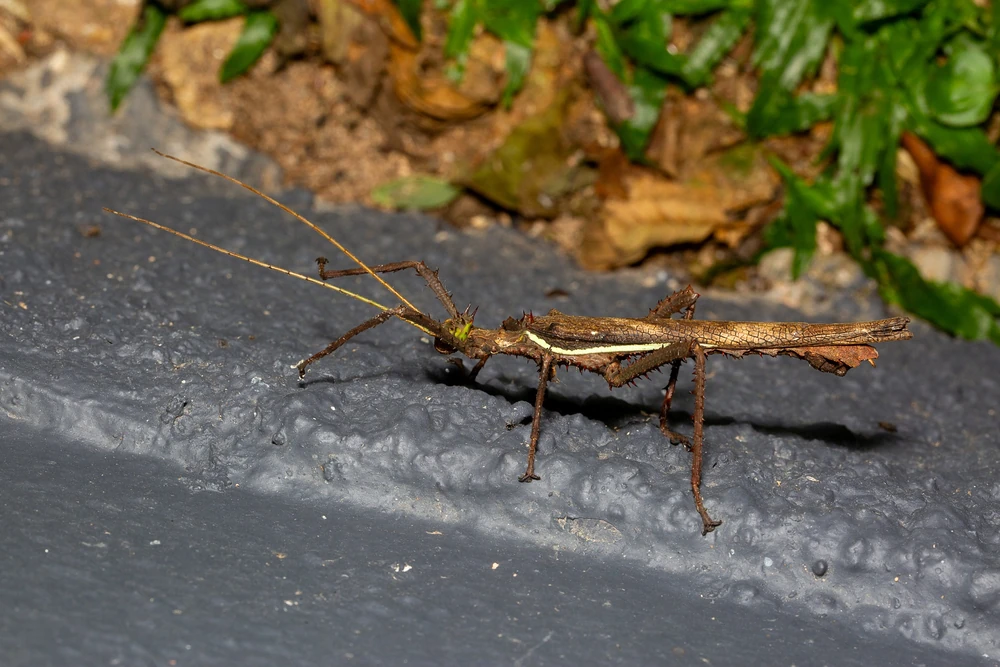 Malaysian Jungle Nymph reference photograph