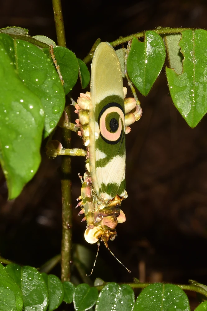 Spiny Flower Mantis reference photograph