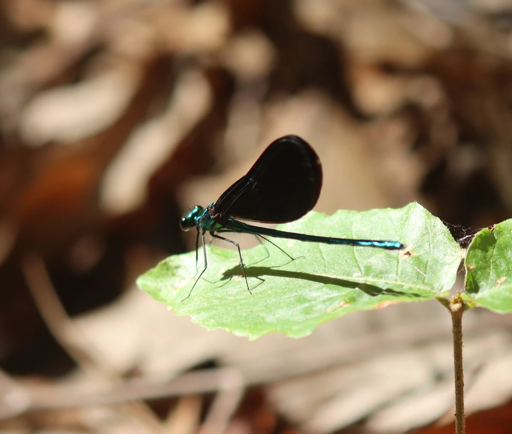 Ebony Jewelwing reference photograph