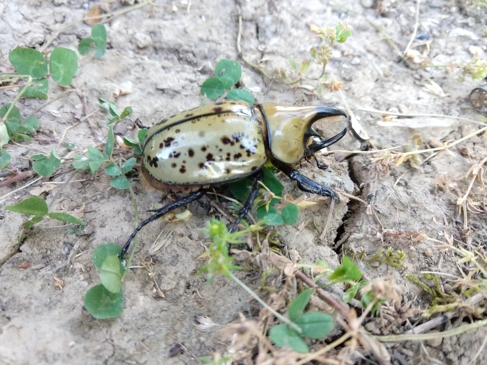 Eastern Hercules Beetle reference photograph