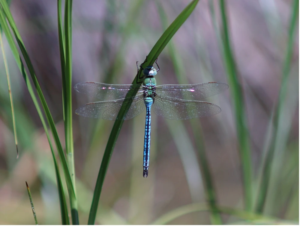 Emperor Dragonfly reference photograph