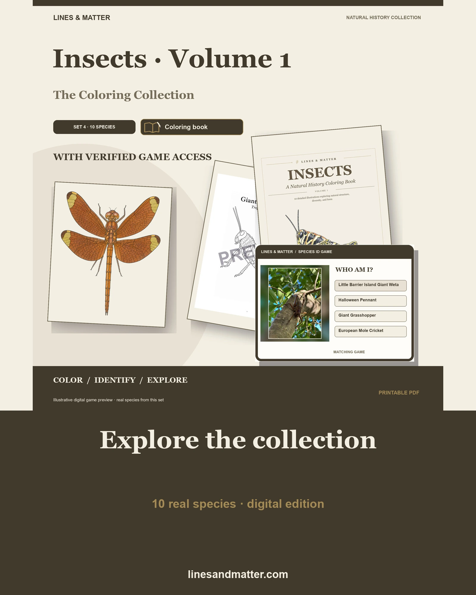 Insects · Volume 1 coloring preview 1