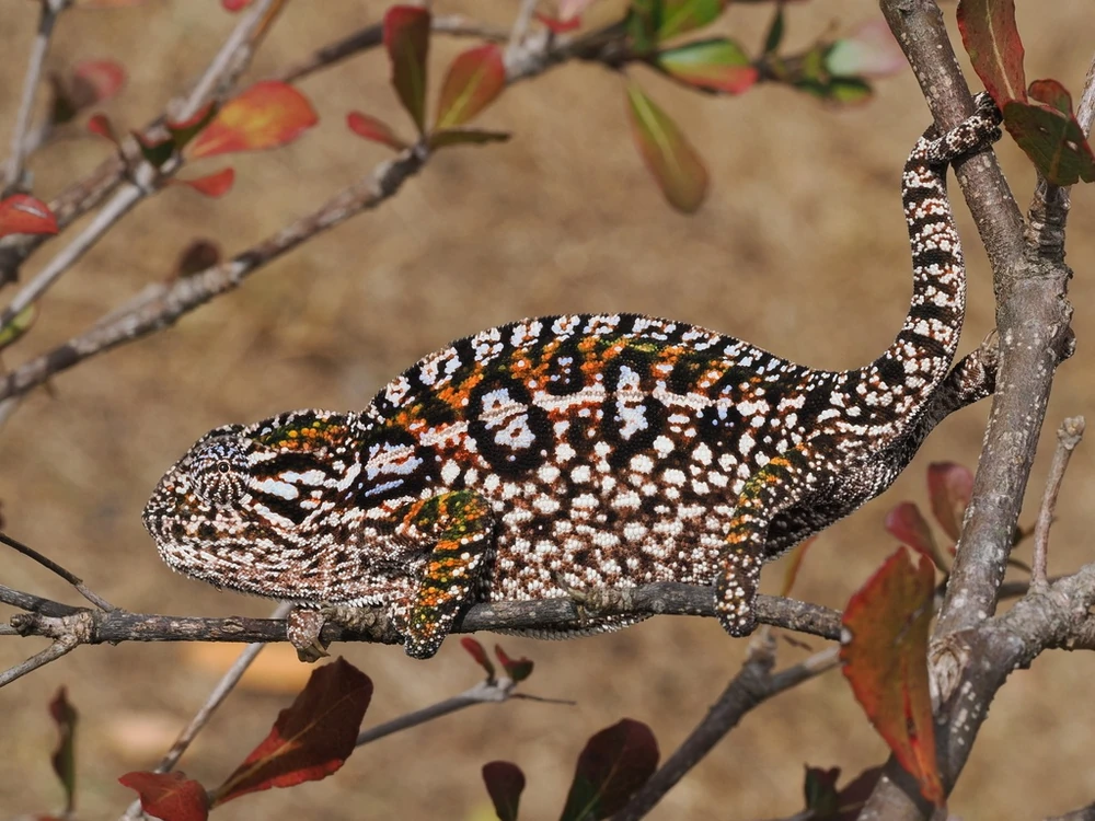 Carpet chameleon