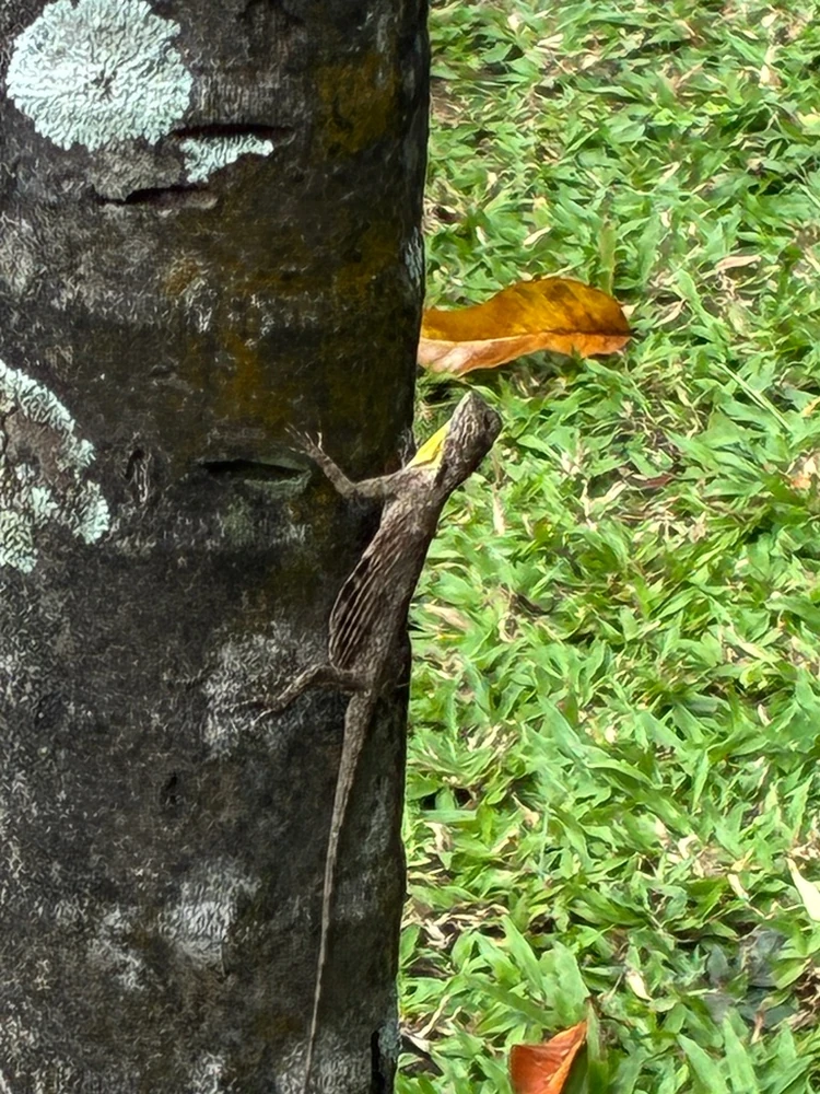 Common Flying Dragon