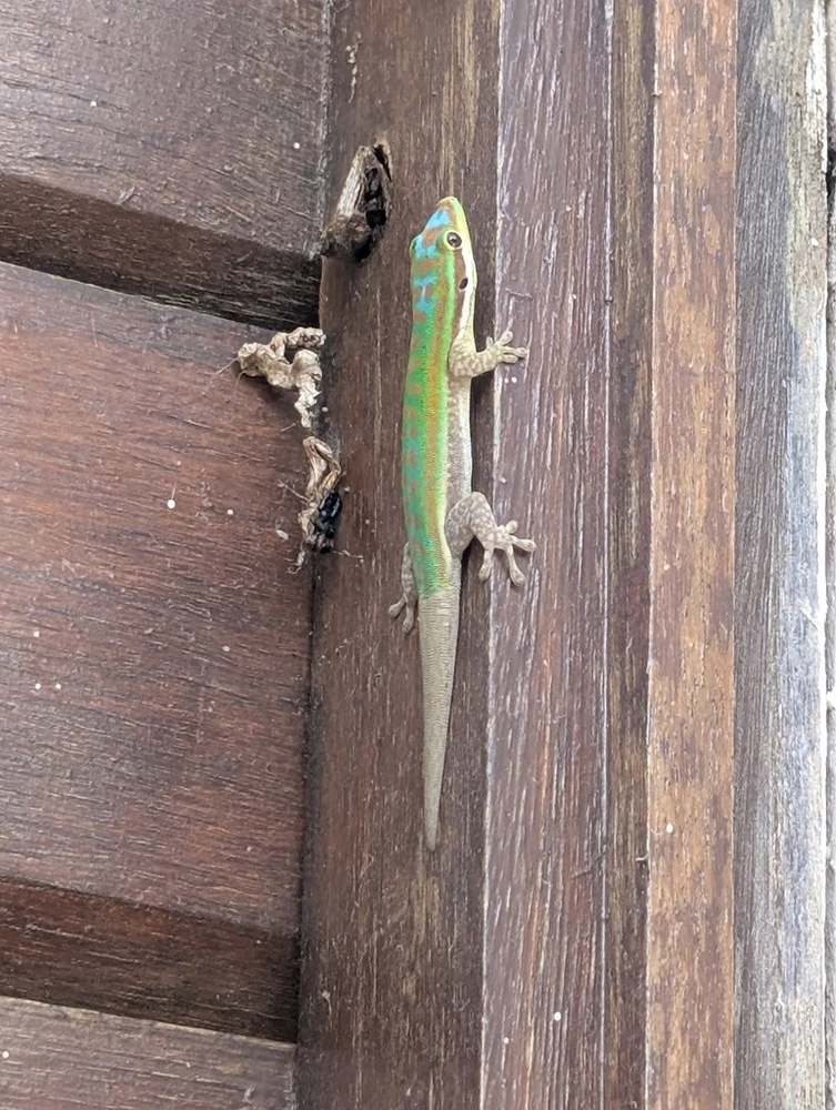 Blue-tailed day gecko