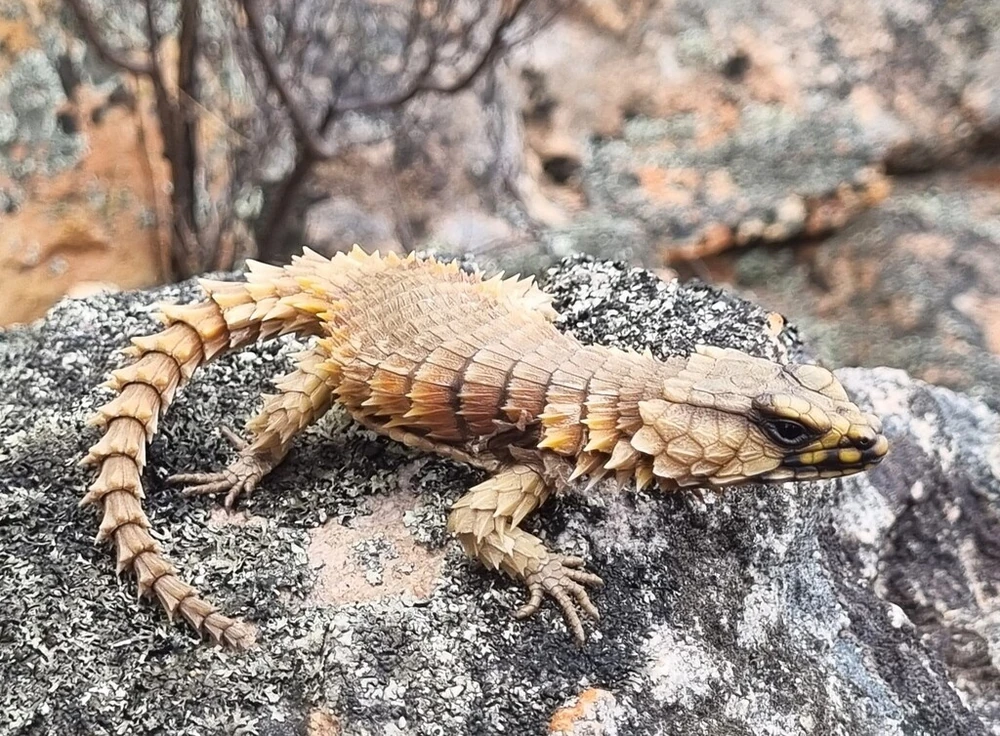 Armadillo Girdled Lizard