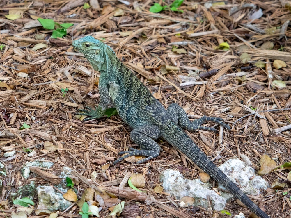 Grand Cayman blue iguana