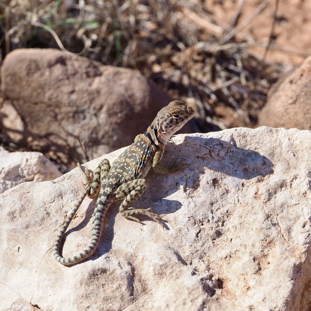 Common Collared Lizard