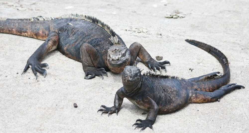 Marine Iguana