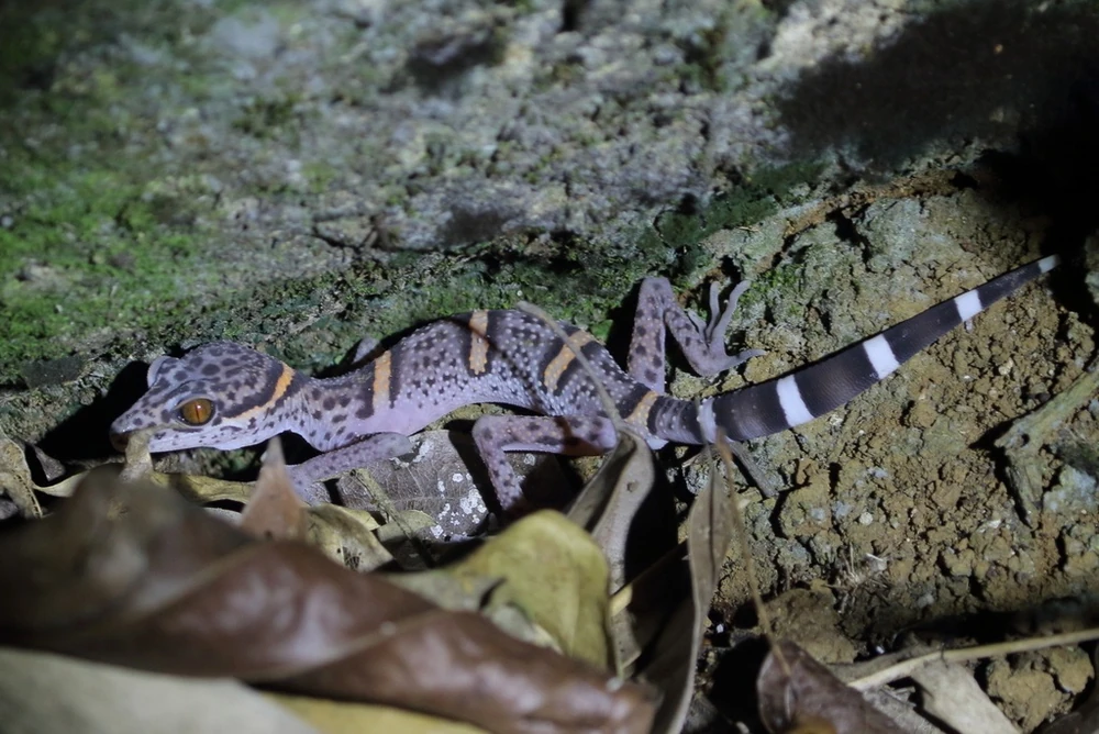 Lui's cave gecko