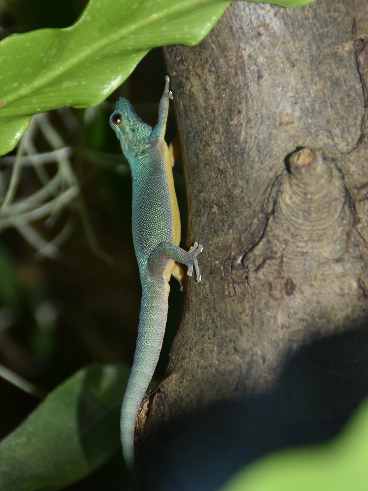 Turquoise dwarf gecko