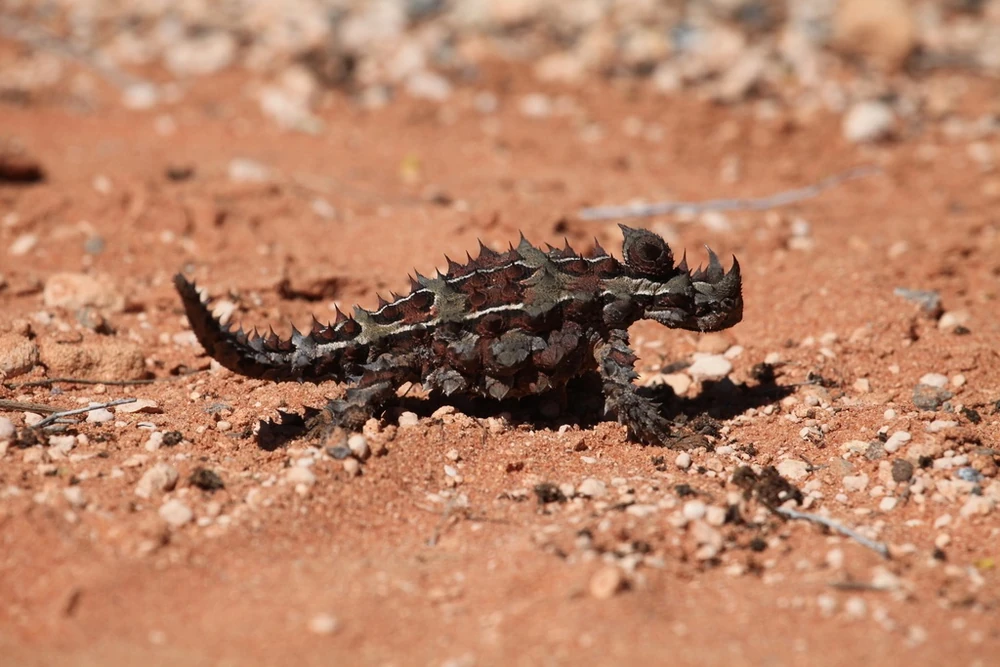 Thorny Devil