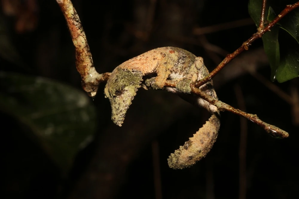 Mossy leaf-tailed gecko
