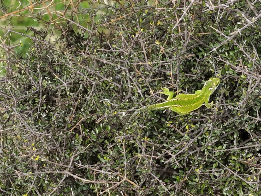 Jewelled gecko