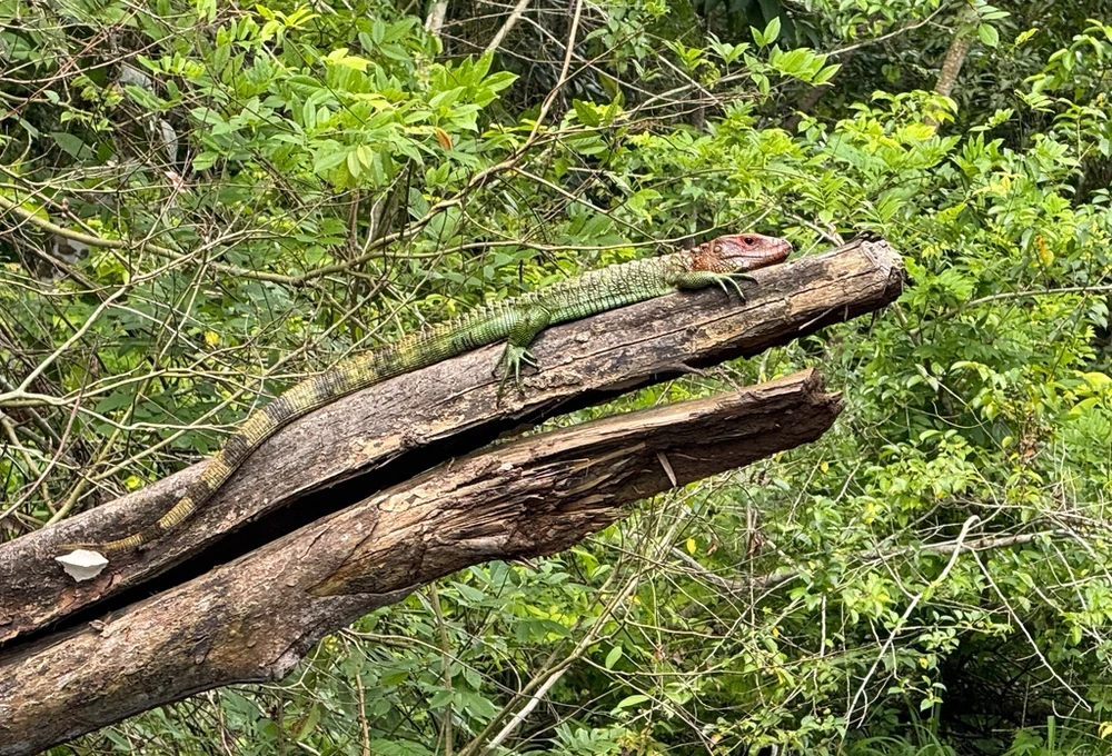 Northern caiman lizard