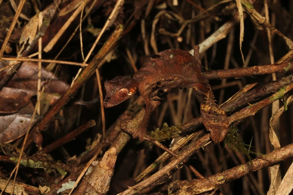 Satanic Leaf Tailed Gecko