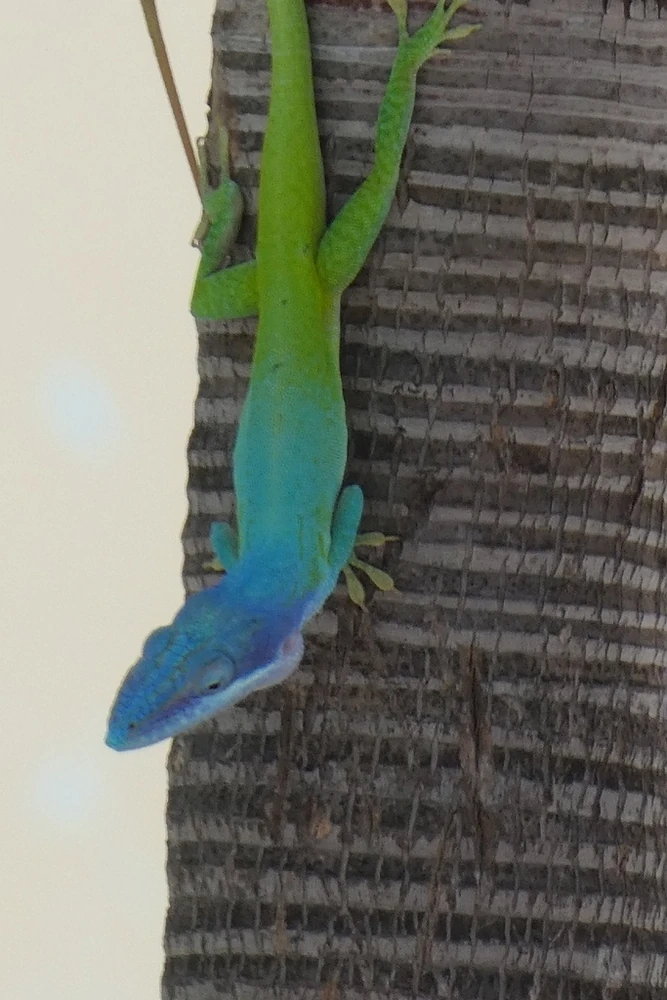 Allison's anole