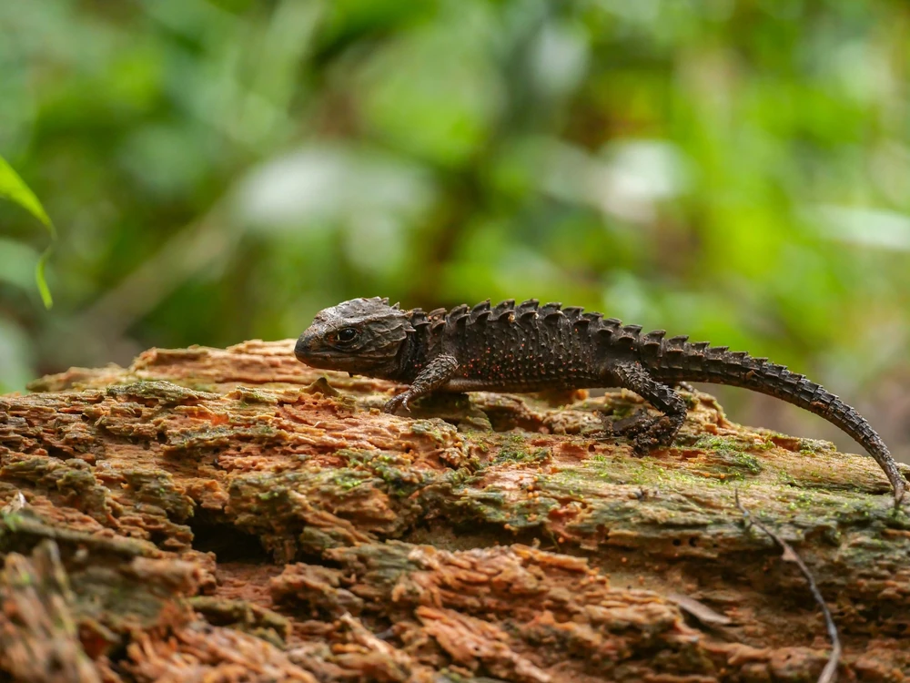 Red Eyed Crocodile Skink
