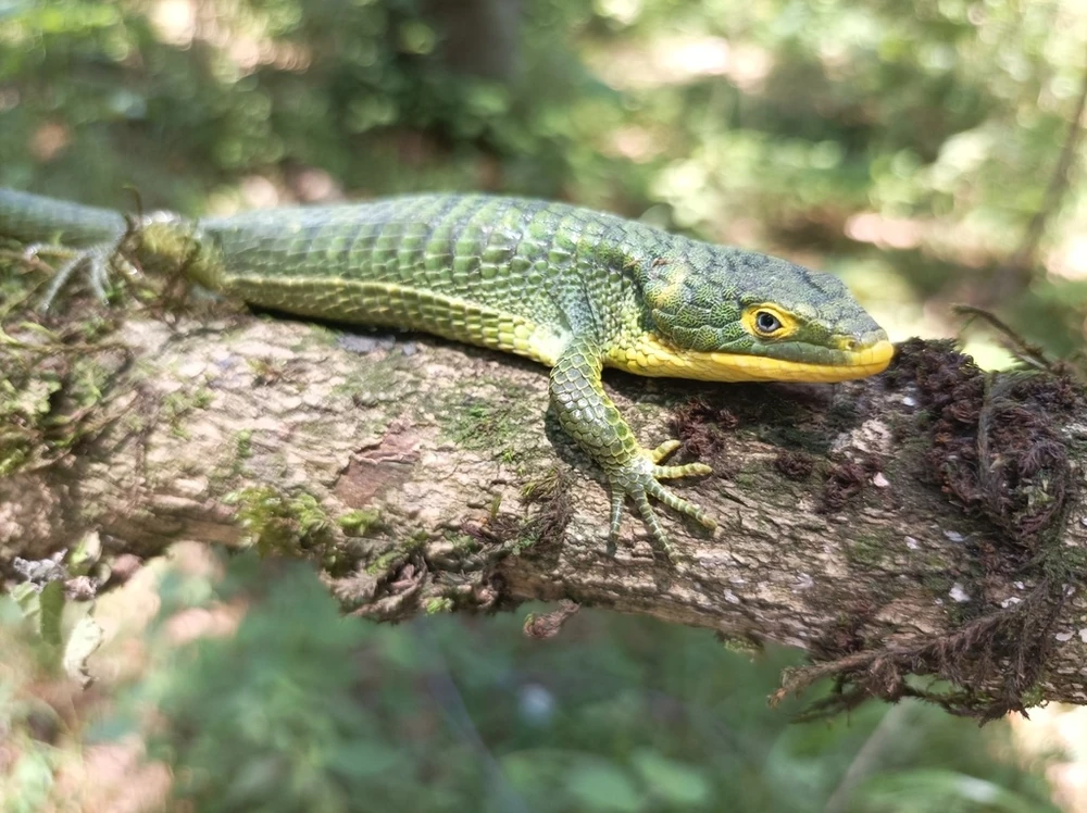 Green arboreal alligator lizard